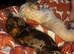 Femal dachshund 1 year 3 months