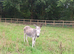 Jack and in foal jenny
