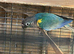 1 bonded pair of conures