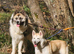 Husky Anita pups