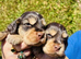 lyncham cocker spaniels