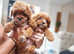 F1 toy cavapoo ready now
