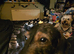 FEMALE 3 YEAR OLD LONG HAIRED DACSHUNDD ,, MEYO , NEEDS REHOMING ASAP.