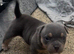 Pocket bully pups for sale