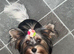 Beautiful Yorkies ️