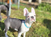 Boston Heavy Puppies for Sale &ndash; Healthy, Friendly, & Adorable!