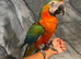 Friendly Super Tame Cuddly Talking Harlequin Macaw Parrot,4