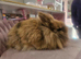 Miny lop boy and girl