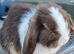 Mini lop buck born 08/06/2026. Ready now!