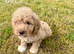 Adorable cockapoo puppies for sale