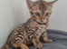 Pedigree bengal kittens