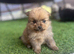 Beautiful Pomeranian Puppies for Sale