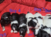 Stunning Havanese Puppies