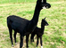 Perfect starter herd for Alpaca breeding - Striking colours