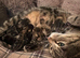 4 tabby kittens available