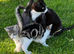 Kittens mixed breed