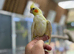 Cocktail parrot