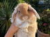Mini Lop Baby&rsquo;s