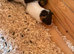 Five young female guinea
