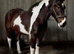 FLASH &ndash; 15.3hh | 5-Year-Old Draught Cross | The Ultimate Dream Horse