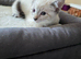 Beautiful bengal female kitten ready now