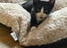 Gorgeous, Vet-Checked Black & White Male Kitten with Unique "Beard"