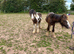 Chaps registered yearling