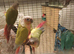 5 conures