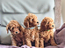 DNA EXTENSIVELY TESTED! MINIATURE POODLE PUPPIES