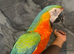 Friendly Super Tame Cuddly Talking Harlequin Macaw Parrot,4