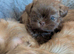 Beautiful karashishi imperial puppies