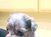 Beautiful puppies available