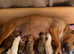 English Bull Terrier X Jack Russell Terrier Pups