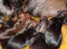 Kc Miniature wire haired dachshund pups