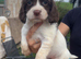 english springer spaniel puppies for sale