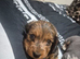 3 male long haired miniature dachshunds