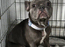 Sweet and pretty blue brindle girl