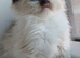 Ragdolls