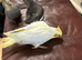 Lovely hand reared baby cockatiels