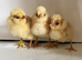 Chicks  Weekend Offer 1 free chick