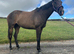 Kindest Natured 16.1/2 TB 4 Year Old Bay Filly