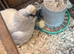 Broody silkie cross hen with chicks