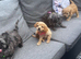 Beautiful Cockapoo puppies