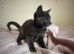 Stunning blue tortie females Ready now