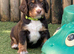 Liver (Chocolate) Working Cocker Spaniel Puppies