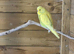 Budgies