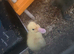 Indian runner ducks