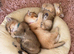 2 left! Golden Chinchilla Scottish Kittens – Teddy Bear Faces in London