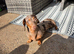 Female Dachound