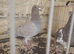 Racing pigeon for sale